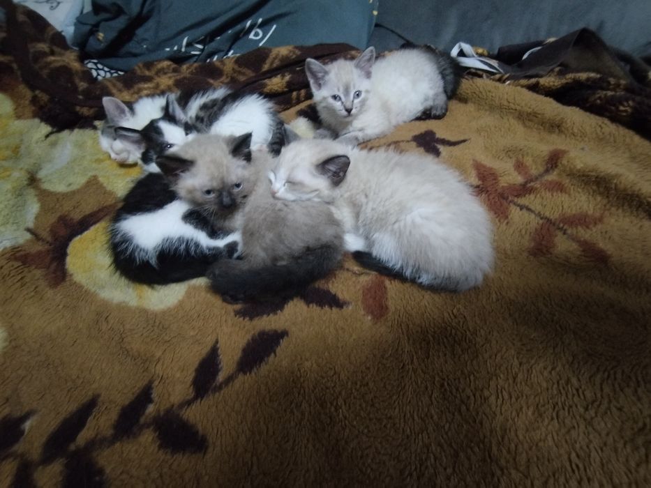 Отдам Котят в заботливые руки бесплатно