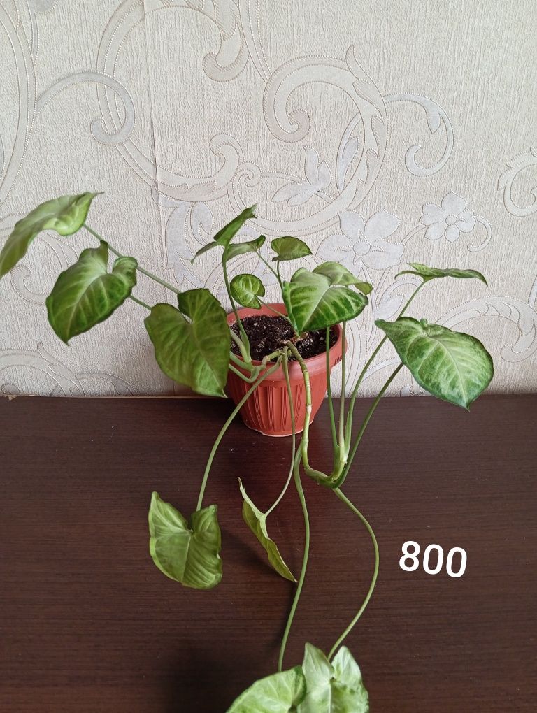 Продам комнатные растения