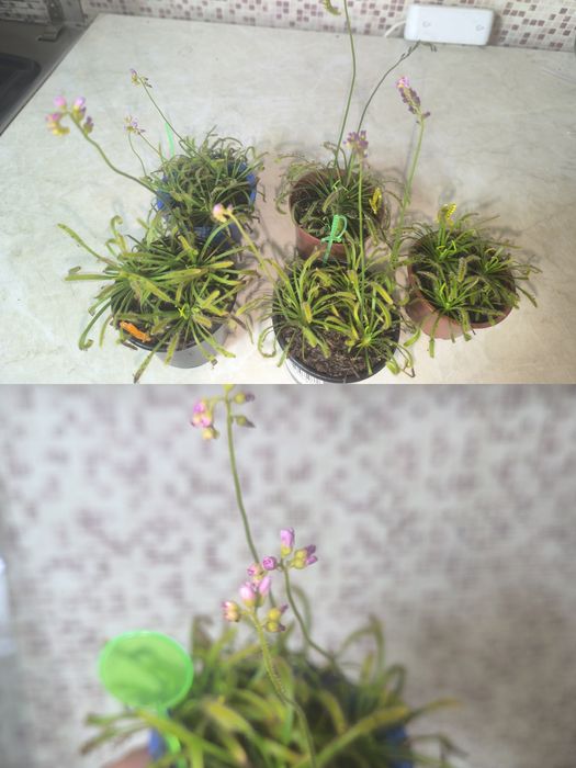 Росянка Капская , хищное растение