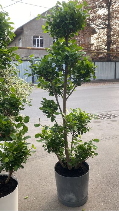 Фикус Драцена высокие растения комнатные цветы для офиса доставк