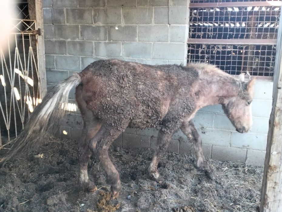 Продам лошадь. Ұрғашы-тай сатылады