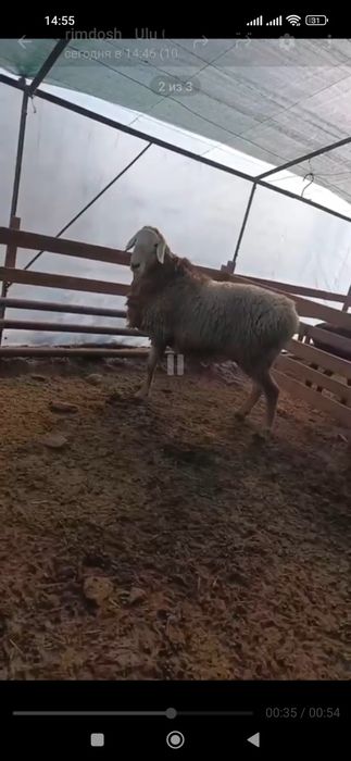 Qoylar sotiladi arashan avgon qochqor