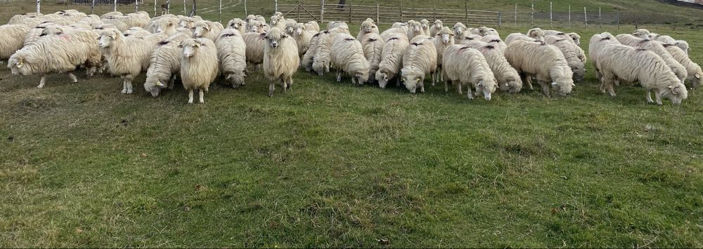 Oi disponibile 100 bucati !