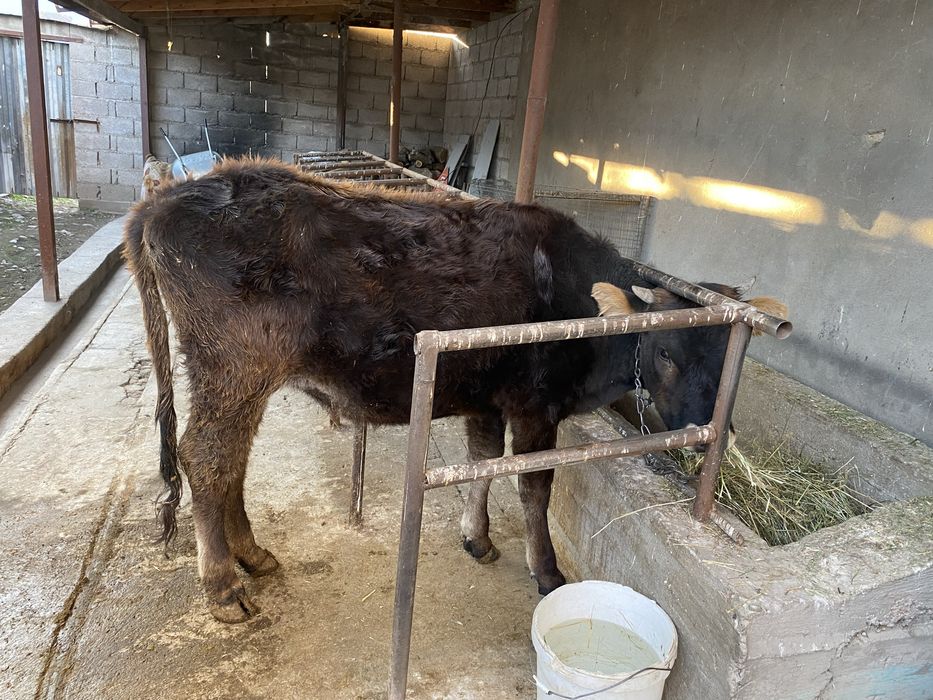 Телка 1.5 года порода швед