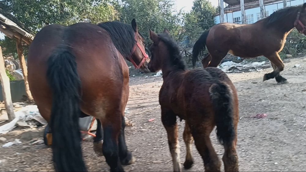 De vânzare iepe.    .