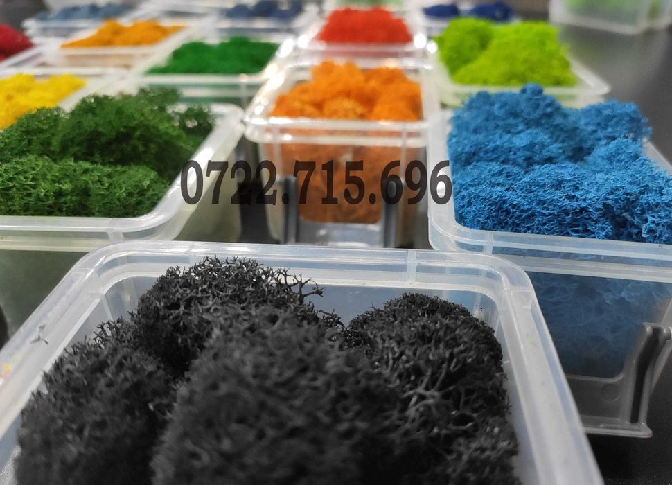 Licheni Constanta, pret Importator direct