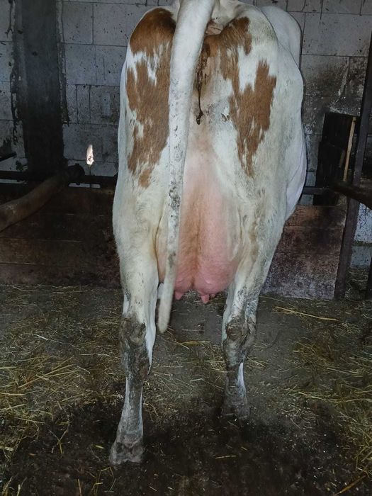Vind vaci Red holstein.