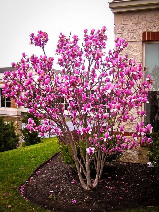 Magnolia susan  .