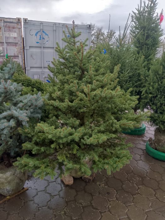 Ели, сосны, берёзы и многое другое по низким ценам.