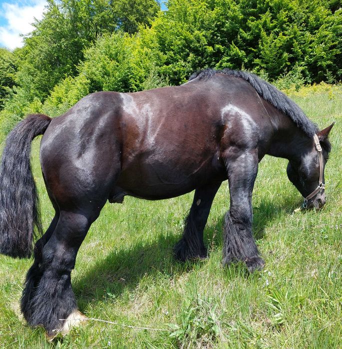 Ofer armăsar Ardenez pentru inseminare (montă)