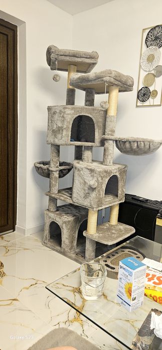 Vand ansamblu joaca pisici