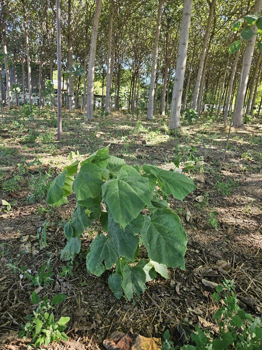 Vand puieti de Paulownia