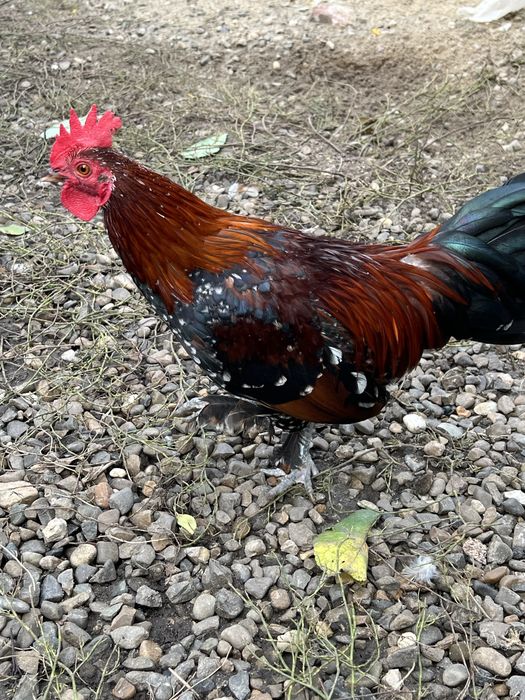 Vand doi cocosi mii de flori