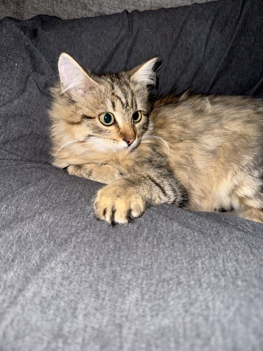 Подарю в добрые руки котенка девочку, к лотку приучена