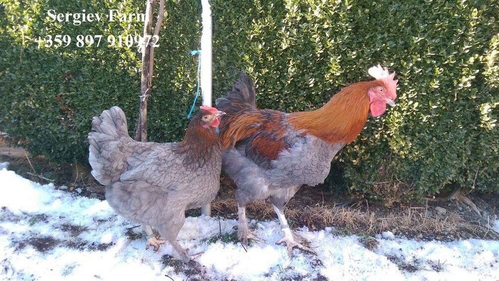 Sergiev Farm- Продава пилета и яйца от различни видове Кокошки