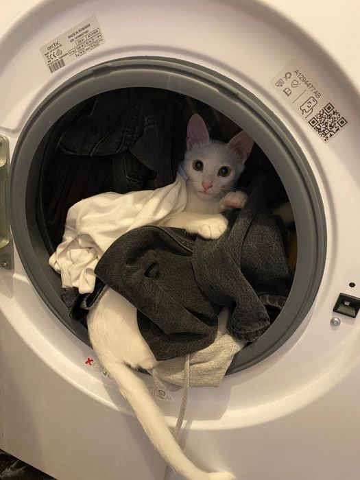 Ofer spre adoptie motanel full white