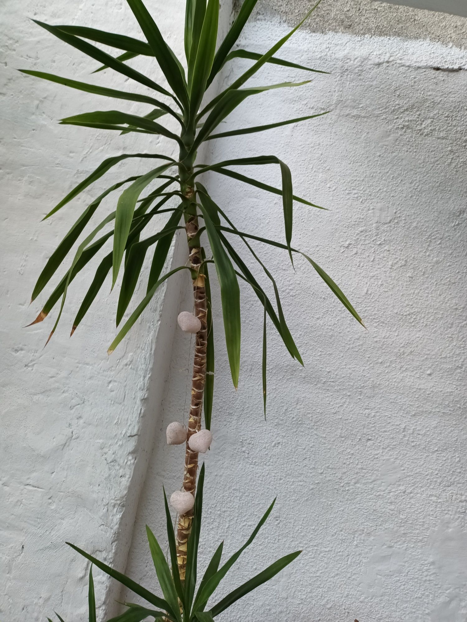 Planta ornamentala tip palmier