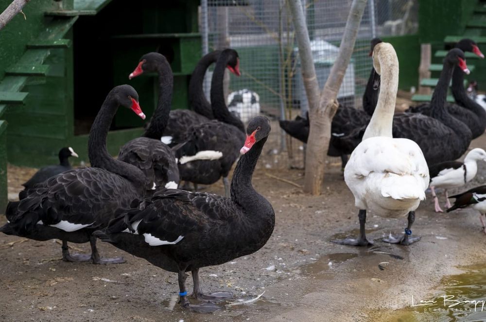 Vand rate exotice, gaste, lebede