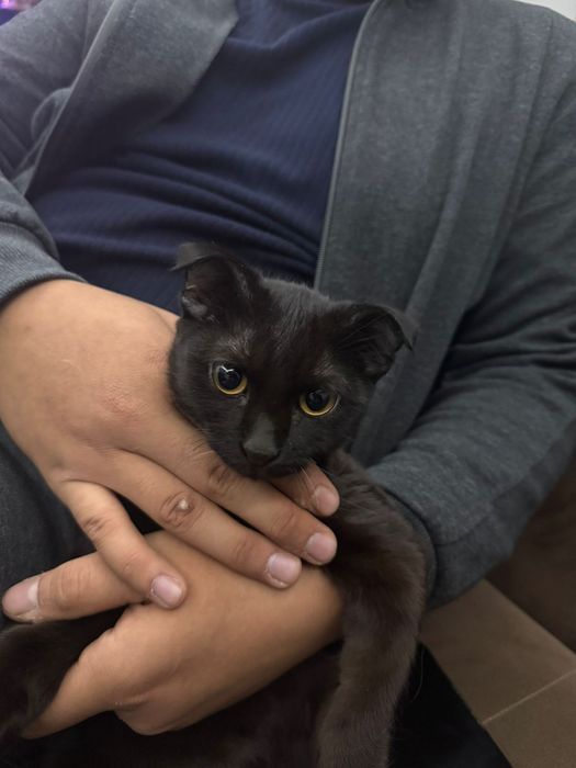 Кошка красивая вислоухая
