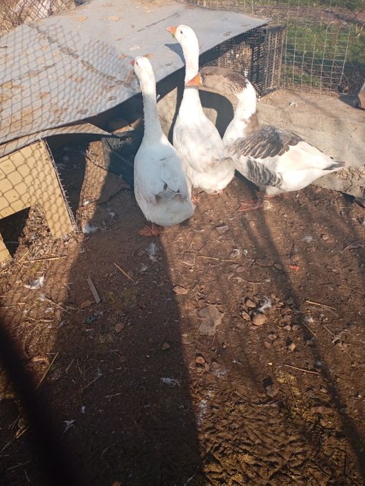 Продам двух гусей срочно