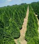 Plante ornamentale la prețuri de producător