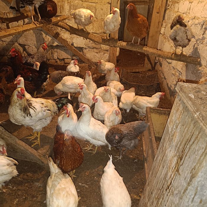 Продам кур несушек