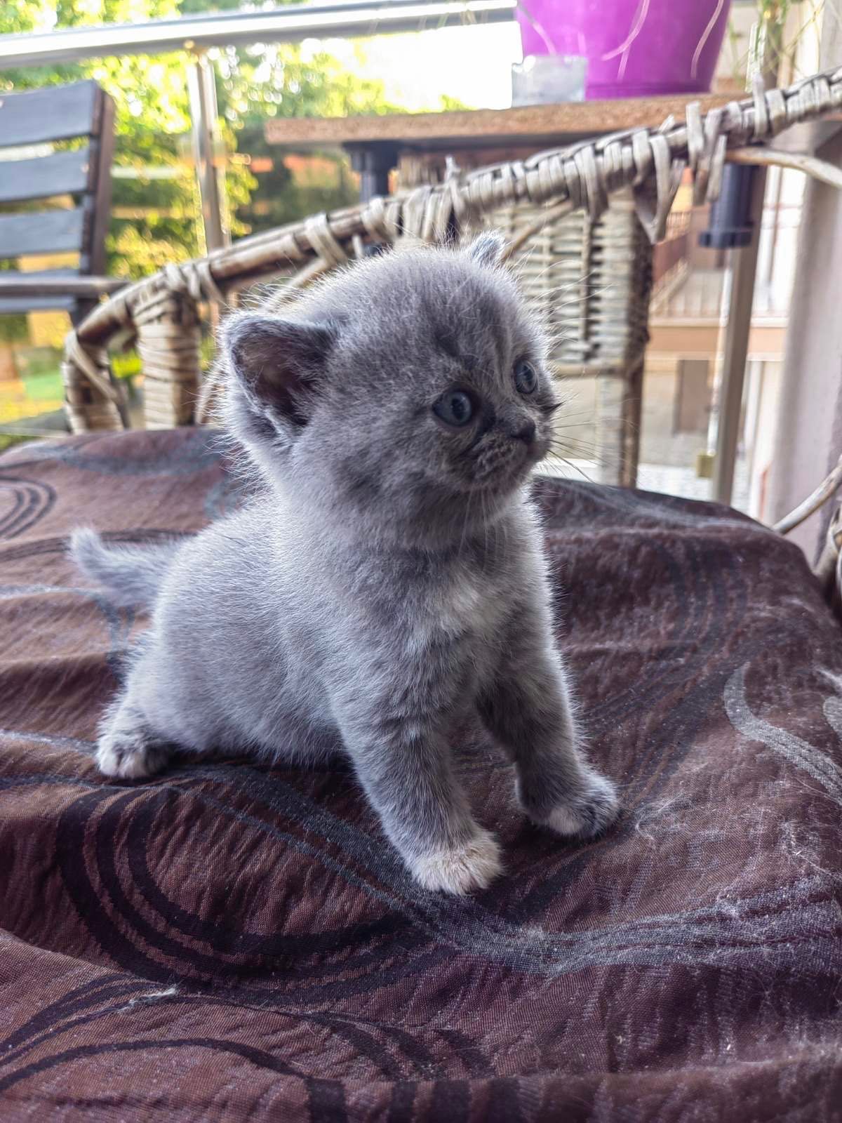 Британски котета