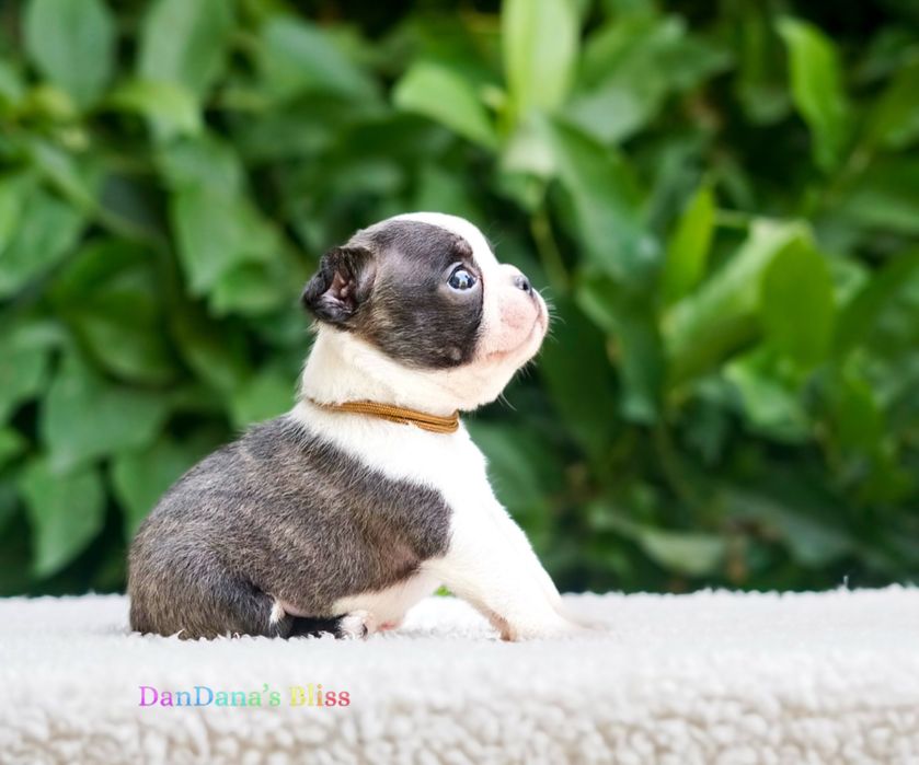 Baietel boston terrier cu pedigree