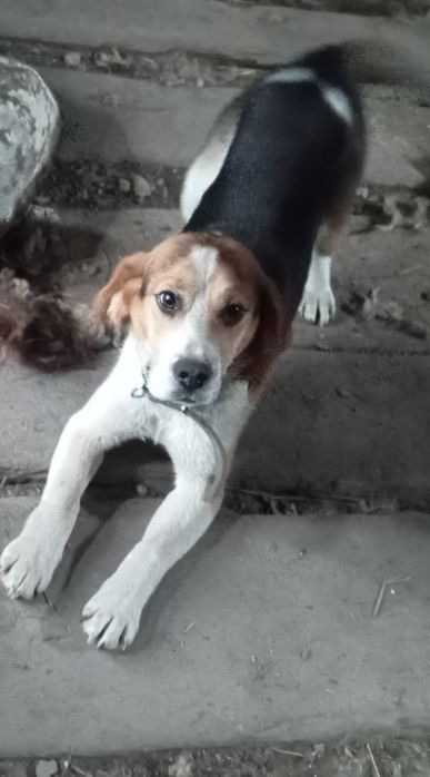 Щенок породы британский бигль