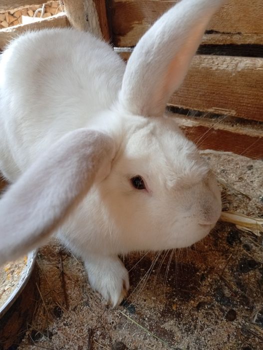 Iepuroi de vânzare!