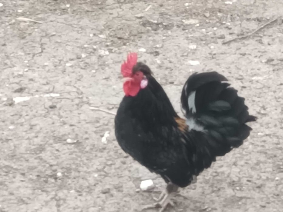 Cocosi pitici 2024 si 2025!