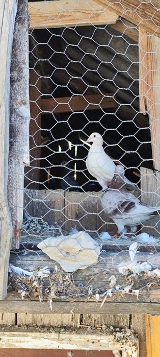 Vand porumbei voiajori