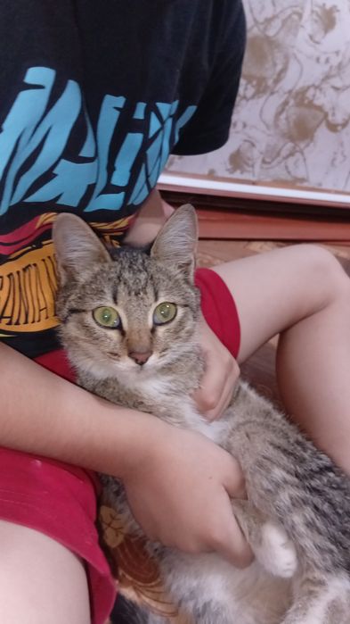 Отдам котят добрые руки