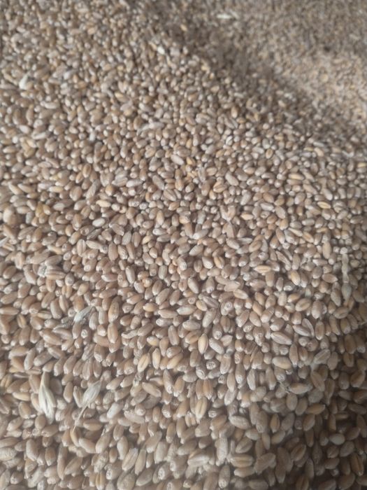 Grâu, orzoaică, consum, sămânță