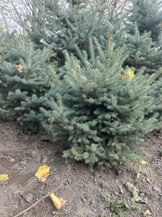 Туя Смарагд Можжевельник Сосна Крымский Газон Саженцы Тополь Елка