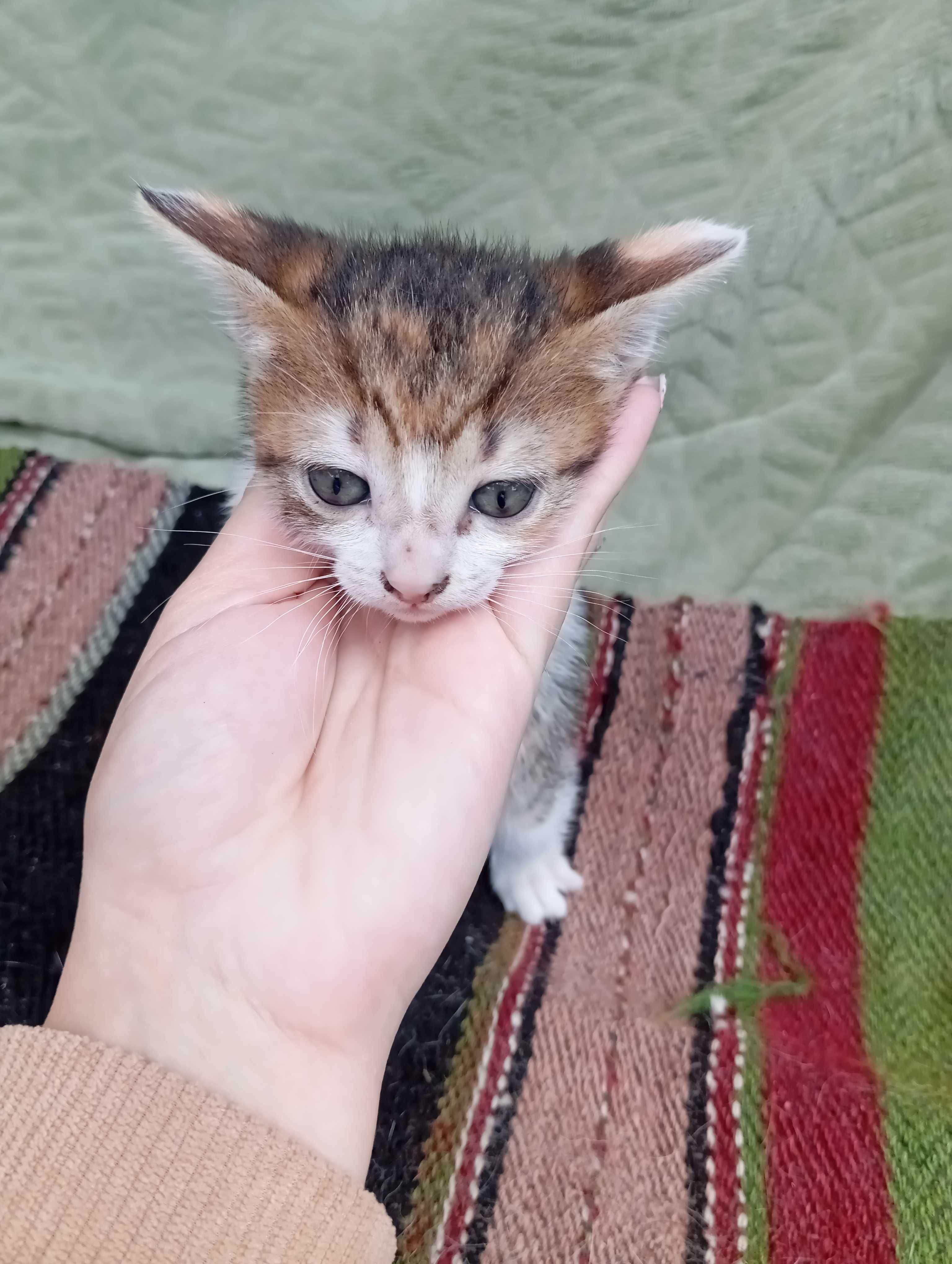 Подарявам котенца