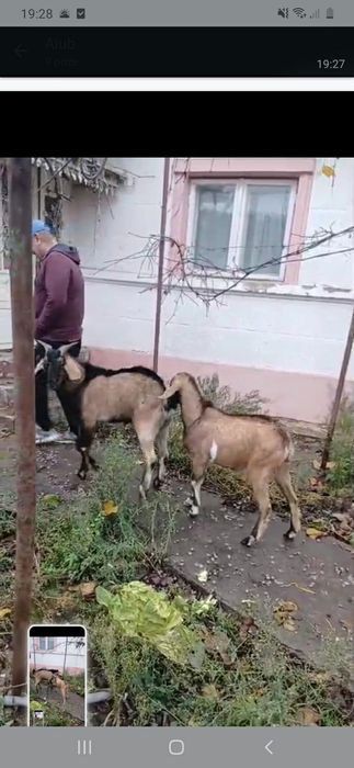 Caprita anglonubian de 8 luni montata