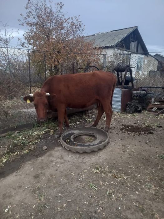 Срочно продам коров