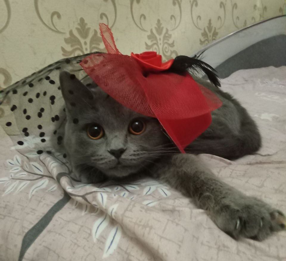 Продаются котята