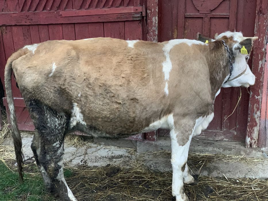 Vand doua vaci cu vitele !