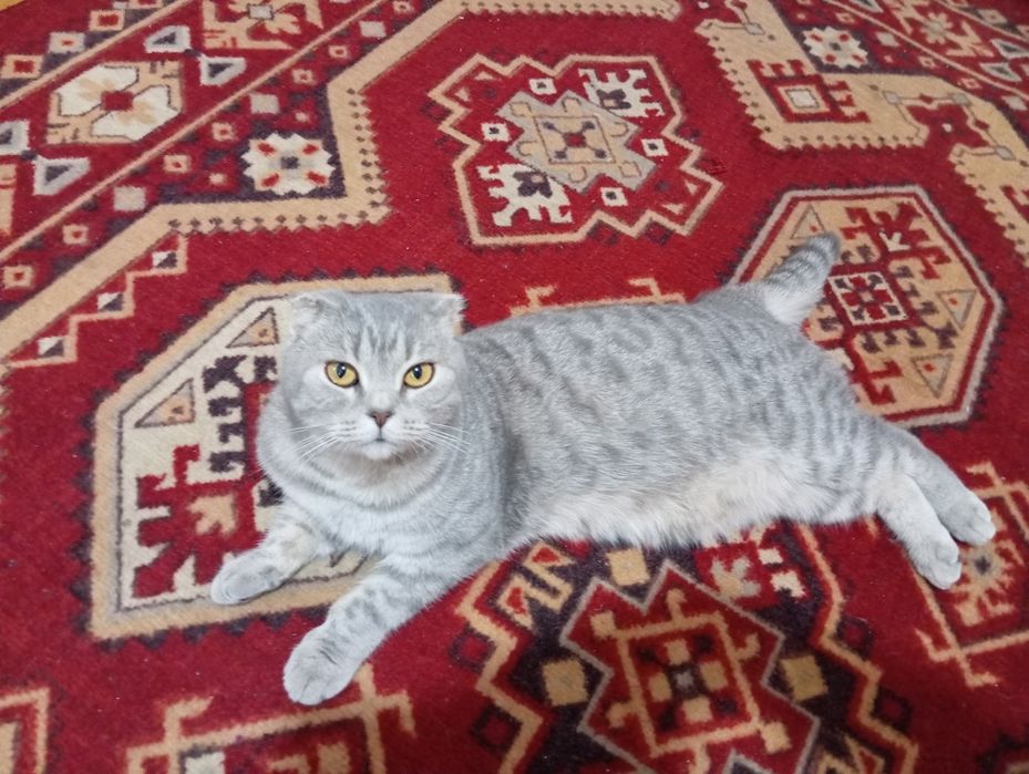 Продам Котёнока Скоттиш Страйт