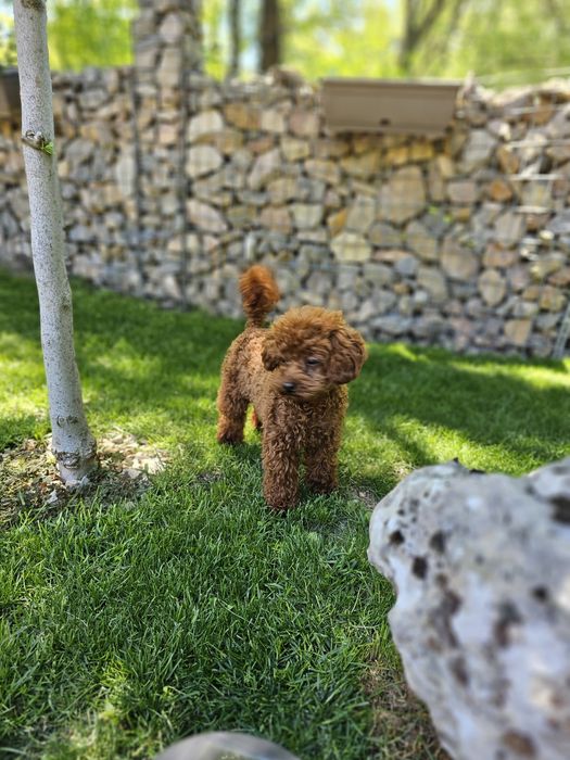 Той пудел[toy poodle)] Лицензиран развъдник