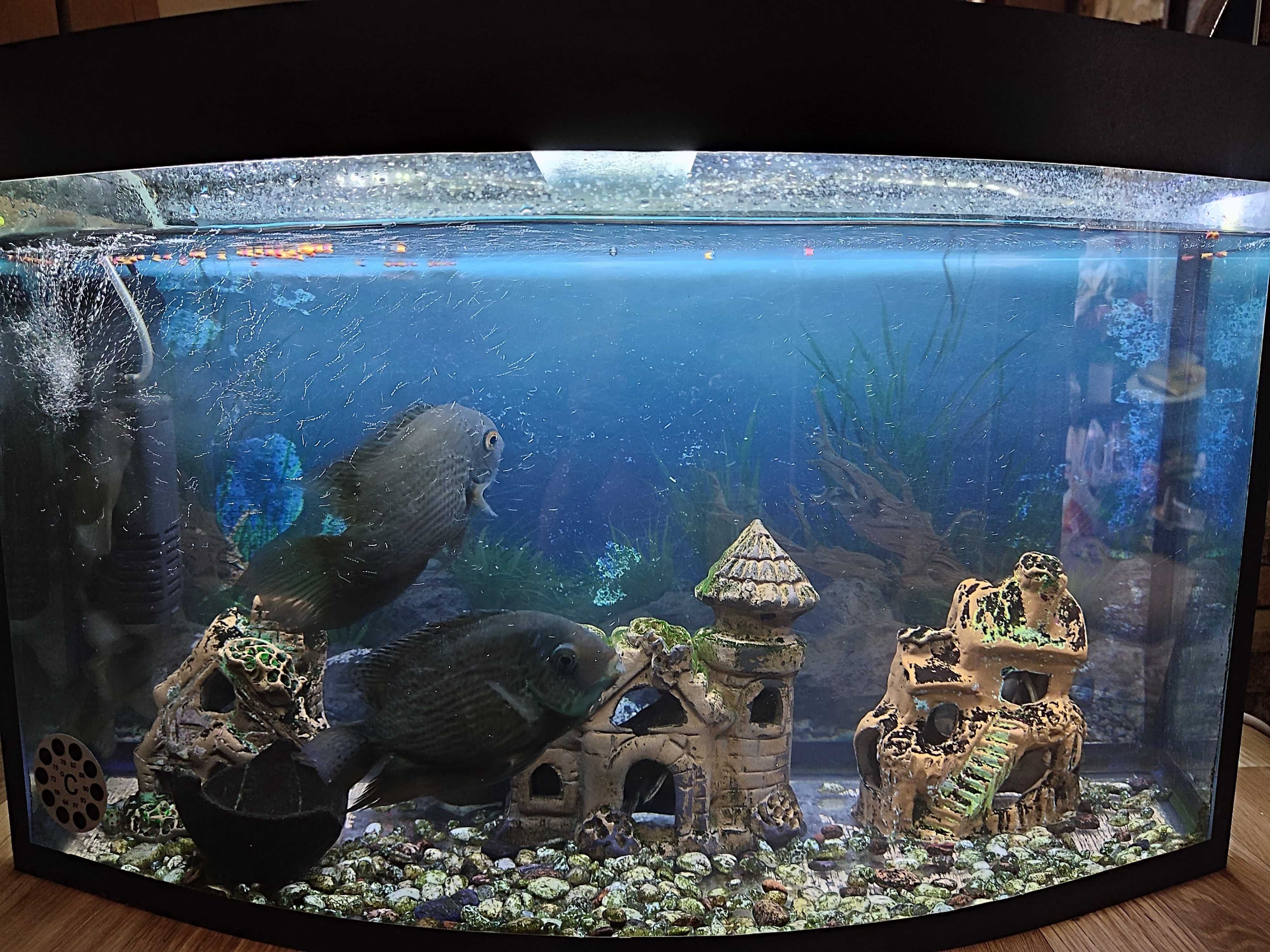 Продам аквариум на 60 литров стекло 6мм с рыбками. Состояние отличное.