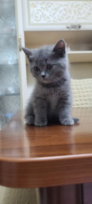 Продажа! Котята скотиш фолд