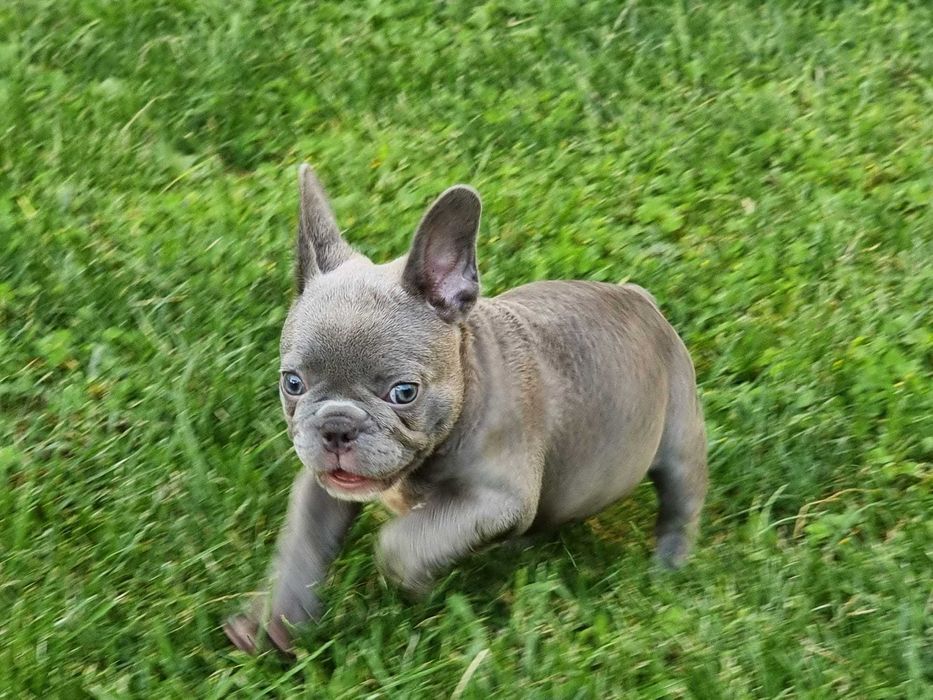 Femela bulldog francez blue