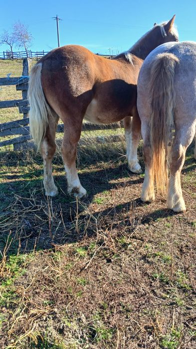 Vând mânz de 1 an și 6 luni