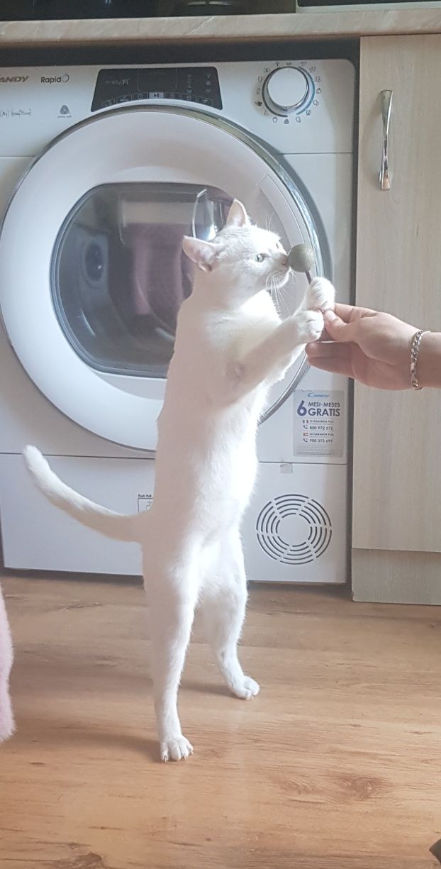 Котка женска на 2г.