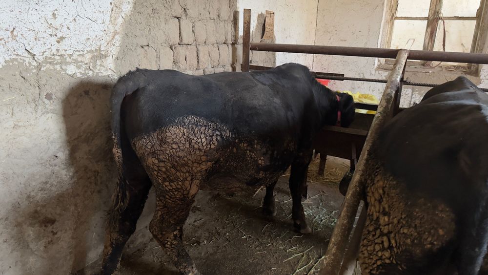 Aberdin Angus altayski