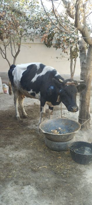 Мол самарқан каттақўрғонда