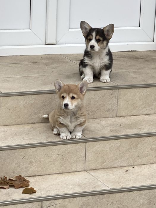 Baiat Pembroke Welsh Corgi
